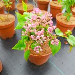 Orgován obyčajný (Syringa vulgaris) ´KRASAVITSA MOSKVY´ - výška 20-30 cm, kont. C2L